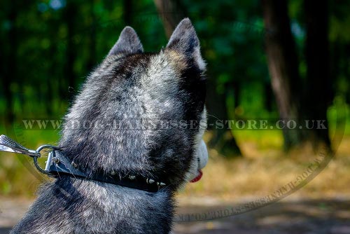 Dog Collar for Husky of Narrow Leather with One Row of Spikes