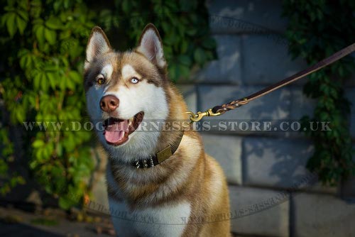 Dog Collar for Husky of Leather with Spikes, Cones and Plates
