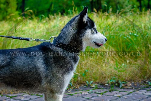 Dog Collar for Husky of Selected Leather with 3 Rows of Spikes