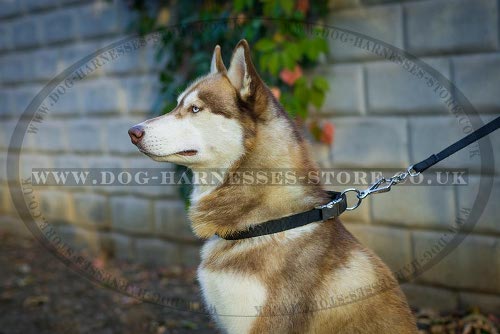 Dog Collar for Husky of Nylon with Quick-Release Metal Buckle