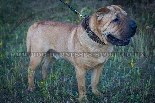 Dog Collar for Shar-Pei, Leather with Vintage Plates and Cones