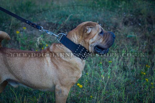 Dog Collar for Shar-Pei of Extra Wide Leather, Spikes and Cones