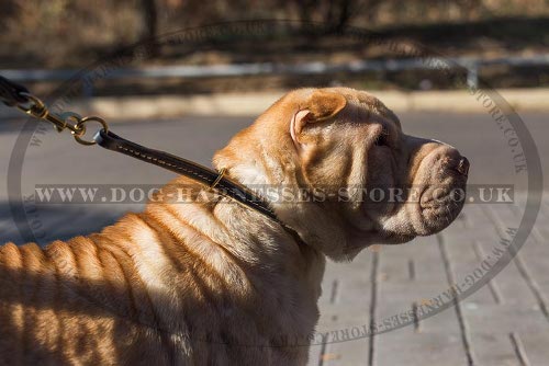 Dog Collar for Shar-Pei Safe Behavior Control and Correction