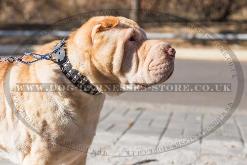 Dog Collar for Shar-Pei of Genuine Leather with Pyramid Studs