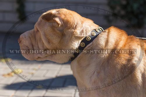 Dog Collar for Shar-Pei Walks of Narrow Leather with Brass Studs