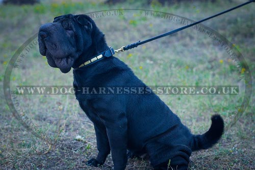 Dog Collar for Shar-Pei Walking, Narrow Leather and Brass Plates - Click Image to Close