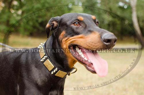 Dog Collar with Spikes and Large Brass Plates of Pure Leather