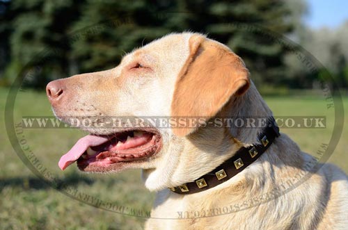 Dog Collar with Studs of Square Shape, 1" Wide for Labs