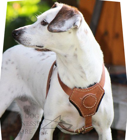 Padded Dog Harness for Small, Medium Dog Breeds