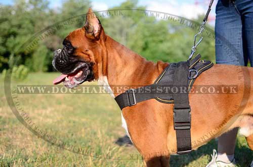 Bestseller! Dog Harness for German Boxer, Worldwide Shipping!