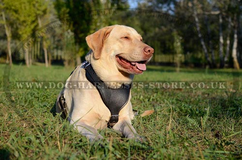 Dog Harness for Labrador with Y-shaped Padded Chest Plate