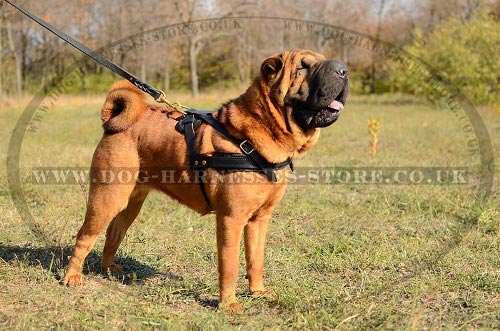 Dog Harness for Shar-Pei Tracking, Pulling and Physical Training