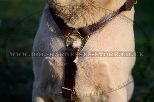 Dog Harness UK with Brass Fittings for Walking Your Lab