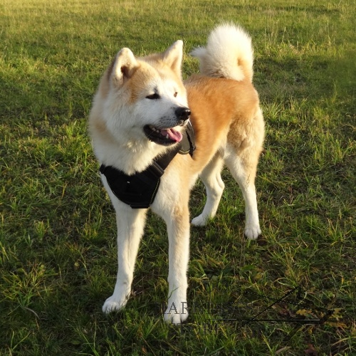 Dog Harness of Nylon with Handle for Akita Inu - Hachiko - Click Image to Close
