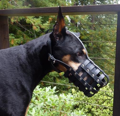 Bestseller! Leather Muzzle for Doberman Walking and Training