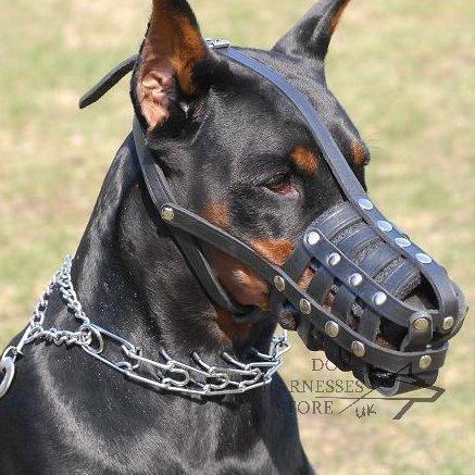 Bestseller! Leather Muzzle for Doberman Walking and Training