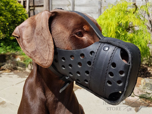 Dog Muzzle for Doberman Pinscher Agitation Training of Leather