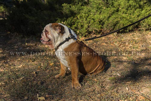 Rolled Leather Dog Collar in Original Design for British Bulldog