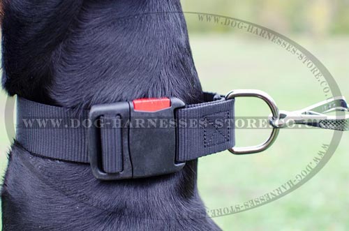 Nylon Dog Collar with Buckle