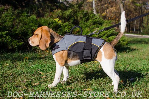 Warm and Support Your Beagle with the Best Dog Harness Vest!