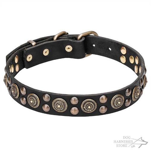 Dog Walking Collar Leather with Round Brass Plates and Studs