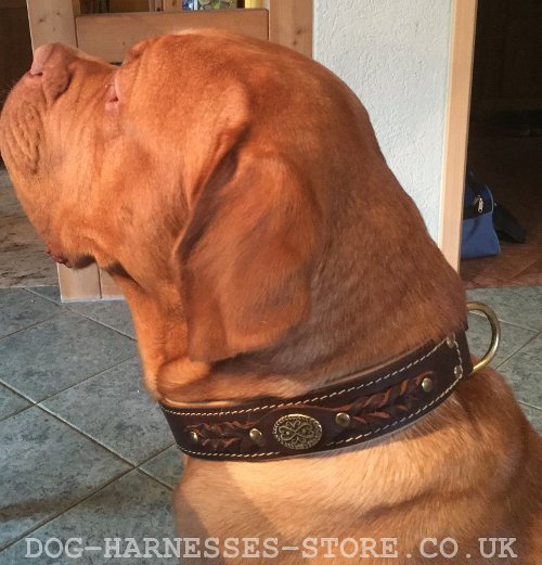 Dogue de Bordeaux Collar Royal Design and Quality, Brown Leather