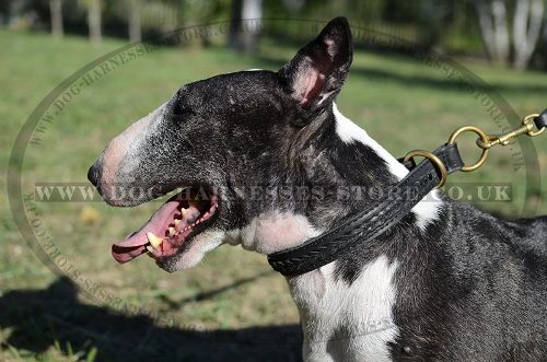Leather Choke Collar Braided for English Bull Terrier Control