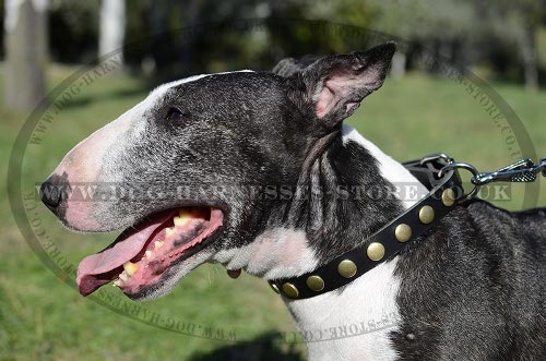 English Bull Terrier Collar, Thin Leather and Round Brass Studs