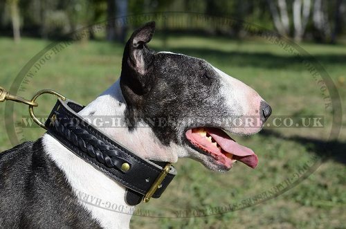 English Bull Terrier Collar, Two-Ply Wide Leather and Braids