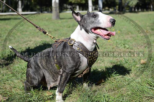 Soft Leather Dog Harness with Studded Chest for Bull Terrier