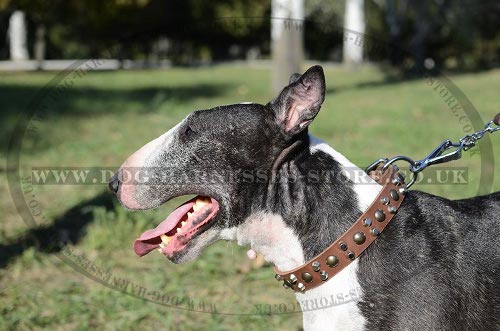 Modern Leather Dog Collar Studs and Pyramids for Bull Terrier