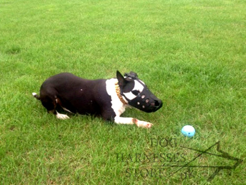 English Bull Terrier Muzzle of Leather, Anti-Barking Model