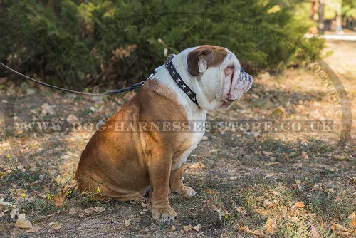 British Bulldog Collar with Square Studs for Glamorous Style