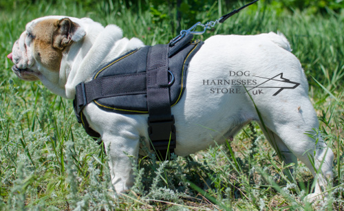 Bestseller! Bulldog Harness UK for Daily Activities and Sport - Click Image to Close