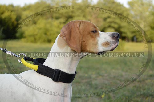 English Pointer Collar of Nylon with Strong Handle and Buckle
