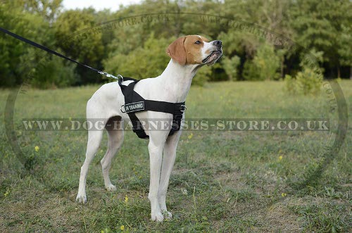 Bestseller! English Pointer Harness of Nylon with Patches - Click Image to Close