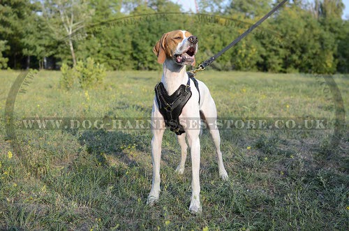 English Pointer Harness with Large Chest Plate of Thick Leather