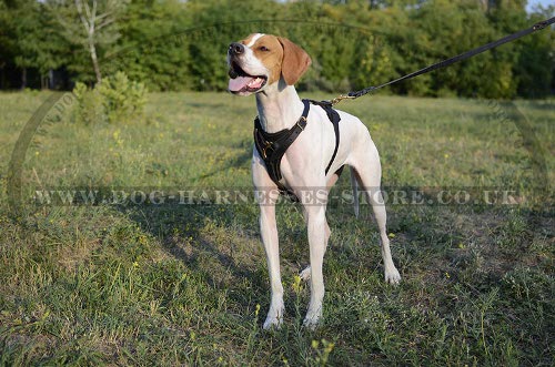 Bestseller! Pointer Dog Harness Leather for Tracking, Training - Click Image to Close