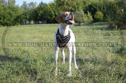 English Pointer Harness Leather Handmade Barbwire Hand Painted