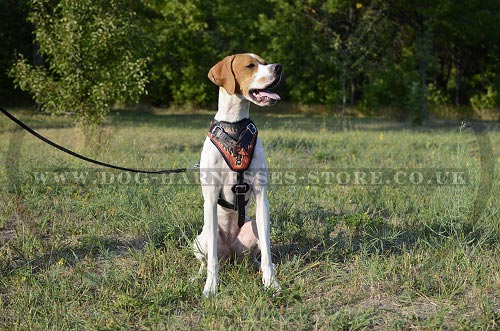 English Pointer Harness, Flame Style Fabulous Leather, Handmade