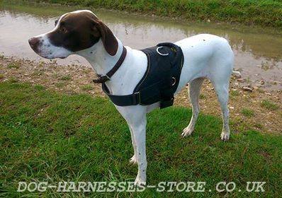 Bestseller! English Pointer Harness for Walking and Training - Click Image to Close