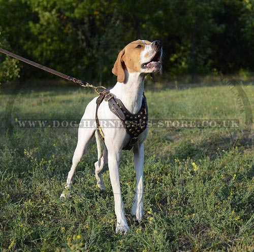 English Pointer Harness with Brass Studded Leather Chest Plate