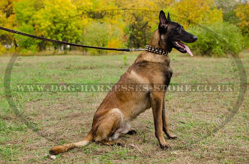 Exclusive Dog Collar with Spikes and Studs for Belgian Shepherd