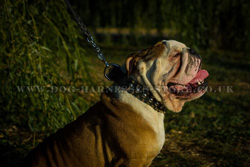 British Bulldog Collar Leather Exclusive Spiked and Studded