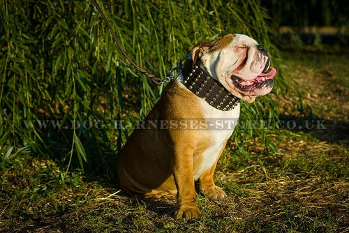 Extra Wide Dog Collar Studded with Pyramids for British Bulldog