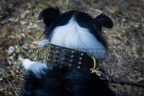 Best Collie Collar of Extra Width with Shining Brass Spikes Rows