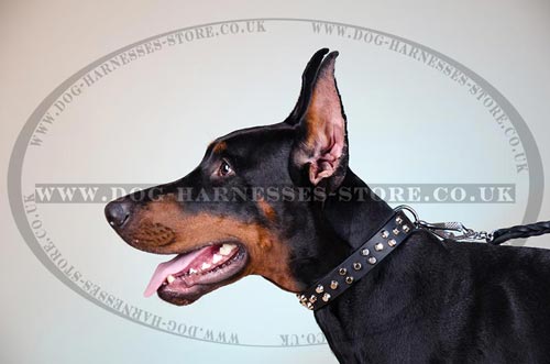 Fancy Dog Collar of 1 1/4 Wide Leather with Nickel Studs