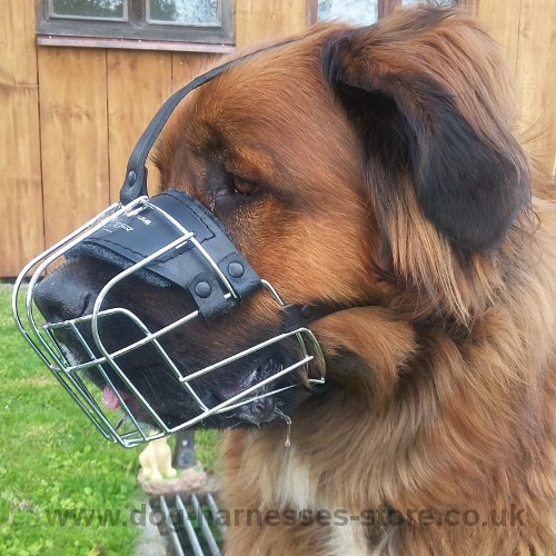 German Bear Dog Muzzle of Chrome-plated Wire, Adjustable Straps - Click Image to Close