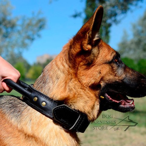 german shepherd choke collar