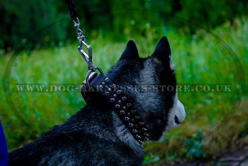 Good Dog Collar for Husky of Leather with Spikes and Studs